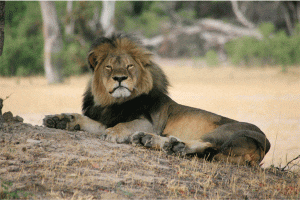 Lion-Cecil-big